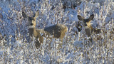 _DSC0610 copy.jpg Two Doe's in the Willows