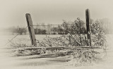 _DSC0587bw.jpg In the Country