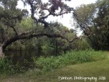Myakka State Park