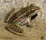 Northern Leopard Frog (Lithobates pipiens)