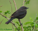 Brewer's Blackbird
