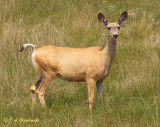 Mule Deer