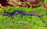 Northern Slimy Salamander (Plethodon glutinosus)
