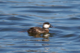 Ruddy Duck (Oxyura jamaicensis) Female - Jamaica Bay Wildlife Refuge NYC