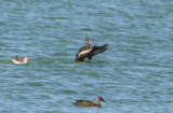 Southern Pochard (Netta erythrophthalma) female - Strandfontein, Cape Town