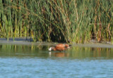 South African Shelduck (Tadorna cana) Cape Town, Strandfontein