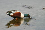Northern Shoveler (Spatula clypeata) Hong Kong, Wetland Park