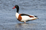 Common Shelduck (Tadorna tadorna) Waterland, Polder IJdoorn Plasdras