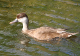 Red-crested Pochard (Netta rufina) Zevenhuizerplas - Populierenbosje