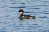 Smew (Mergellus albellus) Rotterdam - Bergsche plassen