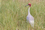 Sarus crane