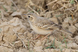 Oriental pipit