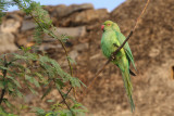 Rose-ringed parakeet