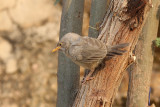 Jungle Babbler