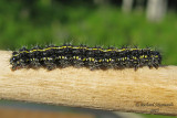 8112 - Lymans haploa - Haploa confusa 1 m13