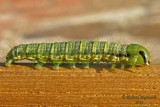9454 - Veiled Ear Moth - Amphipoea velata m13