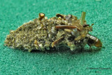 0436 - Bagworm Moth - Dahlica triquetrella m14