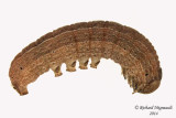 Chenille 30a m14 17mm