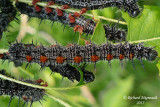 4432 - Mourningcloak Butterfly - Morio 3 m15