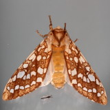 Hodges#8211 * Hickory Tussock Moth * Lophocampa caryae