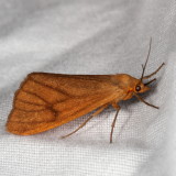 Hodges#8118 * Virbia opella