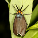 Hodges#8262 * Virginia Ctenucha * Ctenucha virginica