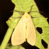 Hodges#8227 * Pareuchaetes insulata