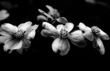 bw_by_stoge