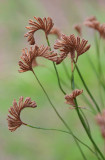Branched Comb-fern (Schizaea dichotoma)