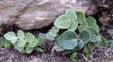 Paraceterach muelleri