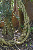 rainforest floor