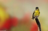 BO8R4199.jpg Siskin / Carduelis spinus