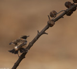 IMG_0466.jpg Saxicola rubicola