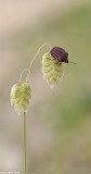 IMG_7609.jpg Graphosoma lineatum