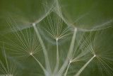 IMG_7007.jpg Geropogon hybridus