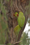 IMG_8759.jpg drara