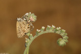 671A9444.jpg Thomisus onustus