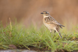 671A6468.jpg Whinchat Saxicola rubetra