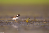 671A9342-1.jpg Charadrius hiaticula tzvaron