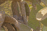 671A0093.jpg Laughing Dove