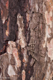 671A2102.jpg mediodactylus_kotschyi
