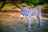Wild Burro
