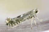 Parornix obliterella #0678