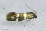 Phylloporia bistrigella #0183