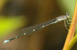 Stream Bluet Enallagma exsulans