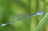 Stream Bluet Enallagma exsulans