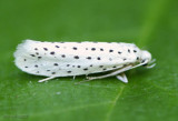 Yponomeuta multipunctella #2420