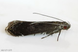 Untomia albistrigella #2223