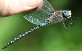 Variable Darner Aeshna interrupta