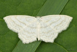Simple Wave Moth Scopula junctaria #7164